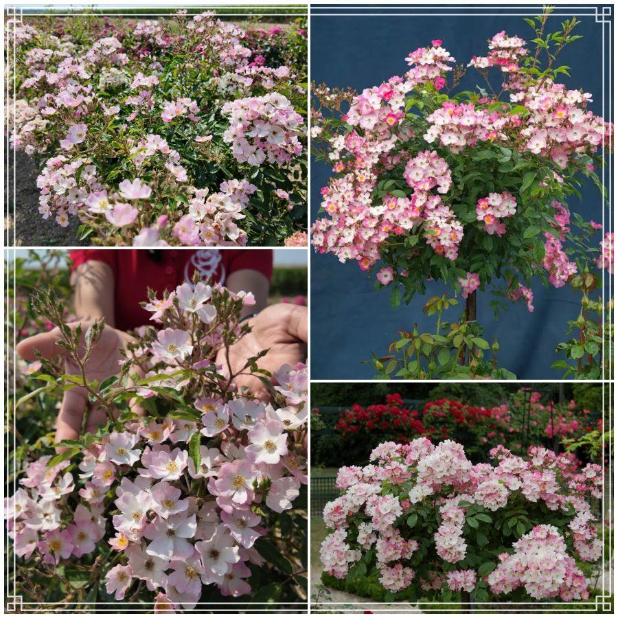 Ballerina róża pienna